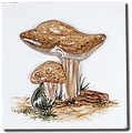 Carrelage - Décoration - Champignons- Motif - Design - Faïence de Provence à Salernes