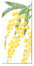 Carrelage - Décoration - Flore - Mimosa - Motif - Design - Faïence de Provence