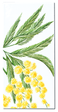 Carrelage - Décoration - Flore - Mimosa - Motif - Design - Faïence de Provence