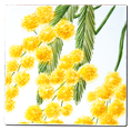 Carrelage - Décoration - Flore - Mimosa - Motif - Design - Faïence de Provence