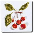 Carrelage - Décoration - Les fruits- Motif - Design - Faïence de Provence à Salernes
