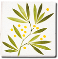 Carrelage - Décoration - Nom du format + Senteur de provence mimosas- Motif - Design - Faïence de Provence à Salernes